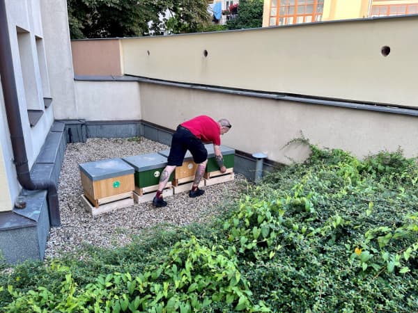 včelí úly na radnici